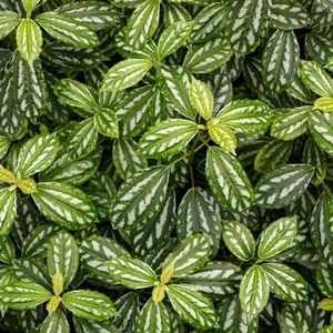 Meet your Posher, Youngok